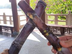 -惠州西湖丰渚园