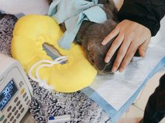 -瑞派福兴宠物医院犬猫全科·骨科·中西医结合(河东店)