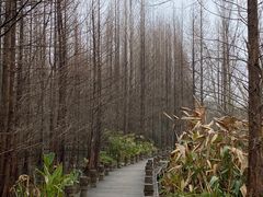 -桤木河湿地公园