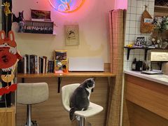 -滚猫咖啡·猫咖·猫友好撸猫(未来城店)