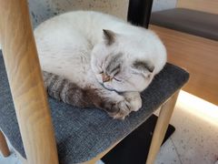 -喵园·猫主题咖啡厅·撸猫·猫咖(国贸店)