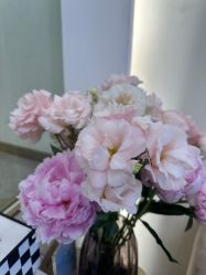-MIDA蜜哒•科技逆龄美肤连锁