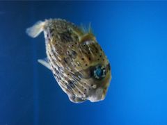 圣蓝海洋公园-北戴河圣蓝海洋公园