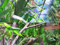-上海大自然野生昆虫馆(东方明珠·爬宠昆虫探索中心)