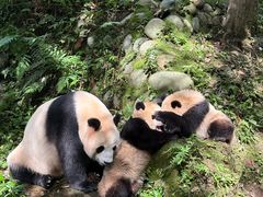 -中国大熊猫保护研究中心雅安碧峰峡基地