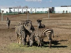 -新疆天山野生动物园
