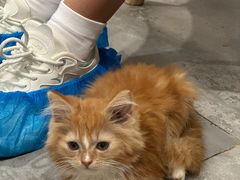 -楼上猫咖(罗湖店)