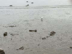 -深圳湾公园(南山区)