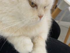 -喵的天空名猫咖啡馆·撸猫·猫舍·用品