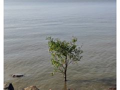 -深圳湾公园(南山区)