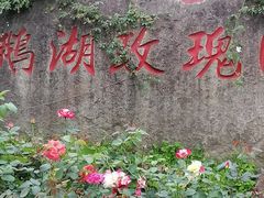 -鹅湖玫瑰文化园