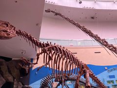 -陕西自然博物馆