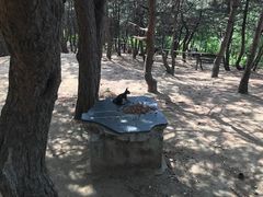 -高尔山公园