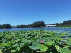 -大兴滨河森林公园