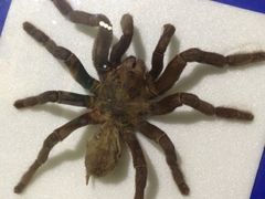 -上海昆虫博物馆