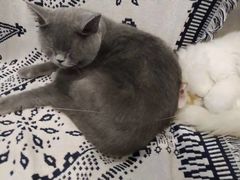 -平行世界·猫咖(首经贸店)