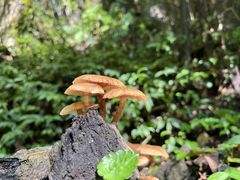 -龙苍沟森林公园