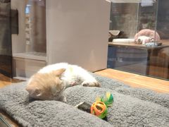 -狗道宠物(常熟印象城店)