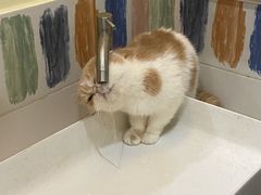 -滚猫咖啡·猫咖·猫友好撸猫(未来城店)