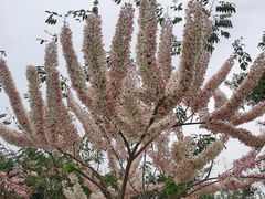 -深圳国际园林花卉博览园