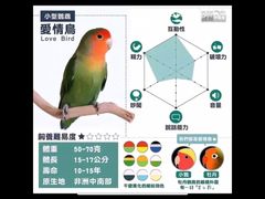 -吉丁鸟咖·异宠·寄养