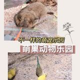 不一样的萌宠乐园[吐]