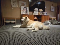 -大江户·温泉洗浴(浑南店)