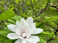 -中国科学院华南植物园