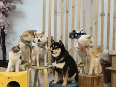 -柴迷FANS CLUB·柴犬狗咖·猫咖