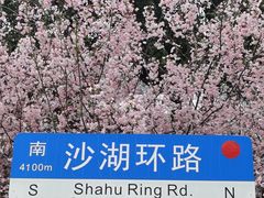 -沙湖公园