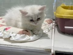 -babydoll猫舍·米努特·德文·缅因(久光中心店)