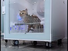 -爱洗澡的猫(望京店)