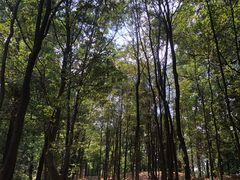 -火炉山森林公园