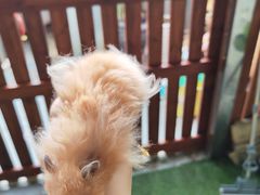 -楼上猫咖(罗湖店)