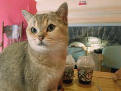 -猫色咖啡·猫咖