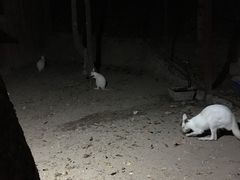 -清迈夜间动物园