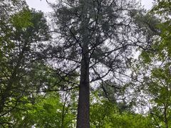 -五营红松林海景区