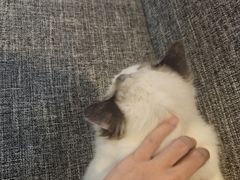 -南京Hallo宠物乐园·哈罗犬舍·柴犬繁育基地