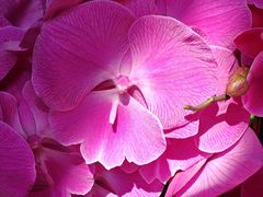 -溪岸路花鸟市场