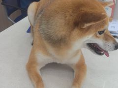 -申普宠物医院·眼科·心内科·影像科(普陀分院)