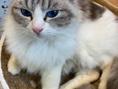 -喵喵咪呀布偶猫咖(春熙路店)
