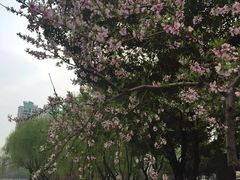 -西北湖绿化广场