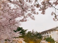 -武汉大学-樱园