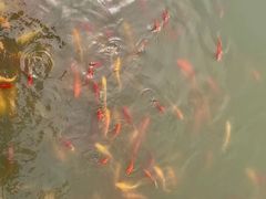 -武汉紫薇都市田园