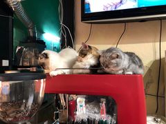 -猫色咖啡·猫咖
