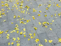 -月坛公园
