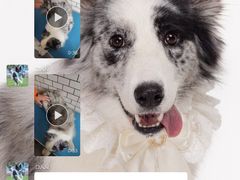 -趣玩宠物乐园寄养训犬训狗游泳池