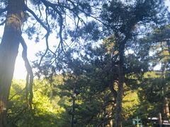 -庐山风景区花径公园