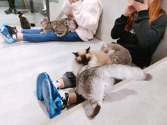 -猫儿山۰猫主题餐厅