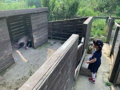 -田园东方蜜桃村的田野营地